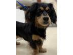 Adopt ROYALTY a Black Cocker Spaniel / Mixed dog in Aliquippa, PA (34694416)