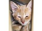 Adopt TAMALE a Orange or Red Domestic Mediumhair / Mixed (medium coat) cat in