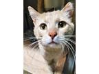 Adopt HOUDINI a Cream or Ivory (Mostly) Domestic Shorthair / Mixed (short coat)