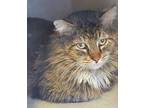 Adopt CORDERO a Brown Tabby Domestic Longhair / Mixed (long coat) cat in Palmer