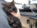 Adopt DUCK a All Black Domestic Mediumhair / Mixed (medium coat) cat in Palmer