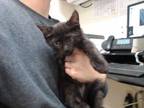 Adopt PHISH a All Black Domestic Mediumhair / Mixed (medium coat) cat in Palmer