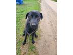 Adopt Wilma D207 a German Shepherd Dog, Black Labrador Retriever