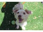 Adopt BENTLEY a Tan/Yellow/Fawn Poodle (Toy or Tea Cup) / Mixed dog in Fremont