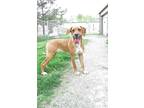 Adopt Rowena A Hound (Unknown Type) / Boxer / Mixed Dog In Van Wert