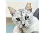 Adopt Gretsky a White Devon Rex / Mixed cat in Middletown, RI (34694221)