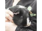 Adopt Molly a Guinea Pig small animal in Middletown, RI (34694202)