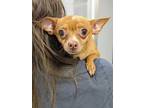Adopt Rita a Tan/Yellow/Fawn Mixed Breed (Small) / Mixed dog in Montreal