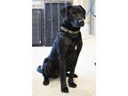 Adopt Zeus a Labrador Retriever / Mixed dog in Bracebridge, ON (34693996)