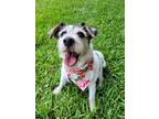 Adopt Roxie a Tricolor (Tan/Brown & Black & White) Jack Russell Terrier / Mixed