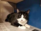 Adopt Venny a All Black Domestic Shorthair / Domestic Shorthair / Mixed cat in