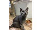 Adopt Shifu a Gray or Blue Russian Blue / Domestic Shorthair / Mixed cat in