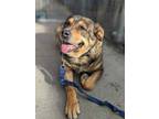 Adopt Roxi a Tan/Yellow/Fawn Mixed Breed (Large) / Mixed dog in Montreal