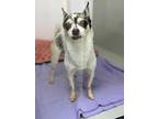 Adopt Roscoe a White Mixed Breed (Small) / Mixed dog in Montreal, QC (34693750)