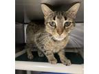 Adopt Cher a Tan or Fawn Tabby Domestic Shorthair (short coat) cat in Newport