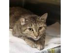Adopt Katie a Gray or Blue Domestic Shorthair / Domestic Shorthair / Mixed cat