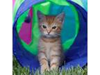 Adopt Turmeric a Orange or Red Domestic Shorthair / Mixed cat in Concord