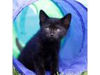 Adopt Dill a All Black Domestic Shorthair / Mixed cat in Concord, NC (34693887)