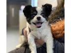 Adopt Idgie a White Mixed Breed (Small) / Mixed dog in Boone, NC (34693862)
