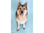 Adopt MARSHALL a Black - with Tan, Yellow or Fawn German Shepherd Dog / Mixed