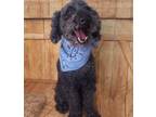 Adopt KIANI a Black Poodle (Miniature) / Mixed dog in Henderson, NV (34693624)