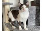 Adopt HERSHEY* a White (Mostly) Manx / Mixed (short coat) cat in Tucson