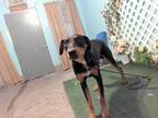 Adopt DAVE a Black - with Tan, Yellow or Fawn Doberman Pinscher / Mixed dog in