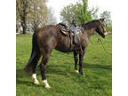 Beautiful Quarter Horse Available