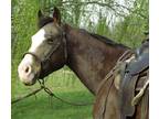 Adorable Quarter Horse
