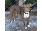 Adopt Diamond a Brown/Chocolate - with White American Pit Bull Terrier / Mixed
