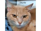 Adopt Charlie - $35 Adoption Fee and FREE Gift Bag a Orange or Red Domestic
