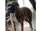 Adopt Huey a Brindle Boxer / Mixed dog in Des Moines, IA (34681371)