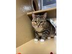 Adopt Yennefer a Manx / Mixed cat in Camden, SC (34691435)