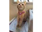 Adopt Donna a Orange or Red Domestic Shorthair / Domestic Shorthair / Mixed cat