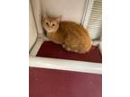 Adopt Streak a Orange or Red Domestic Shorthair / Domestic Shorthair / Mixed cat