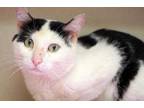 Adopt Panda a White Domestic Shorthair / Domestic Shorthair / Mixed cat in