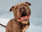 Adopt Buddha a Gray/Blue/Silver/Salt & Pepper American Pit Bull Terrier / Mixed