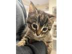 Adopt 22-0490 Beatrice a Brown or Chocolate Domestic Shorthair / Domestic