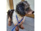 Adopt Curly A Miniature Poodle