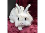 Adopt Bugs (bonded with Sarah) a White Lionhead / Other/Unknown / Mixed rabbit