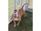 Adopt Allie A American Pit Bull Terrier / Mixed Dog In Salisbury, MD (34692154)
