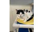 Adopt Luckey a All Black Domestic Shorthair / Domestic Shorthair / Mixed cat in