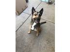 Adopt N/a a Black - with Tan, Yellow or Fawn German Shepherd Dog / Mixed dog in