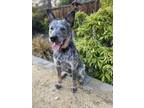 Adopt Ralph a Black - with White Australian Cattle Dog / Mixed dog in San Jose