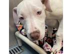 Adopt Lullaby a White - with Tan, Yellow or Fawn Pit Bull Terrier / Bullmastiff