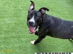 Adopt SILCO a Black American Pit Bull Terrier / Boxer / Mixed dog in West Palm