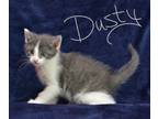 Adopt Dusty a Gray or Blue (Mostly) Domestic Mediumhair (medium coat) cat in