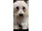 Adopt Mufasa a White Bichon Frise dog in Cherry Hill, NJ (34690999)