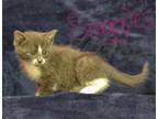 Adopt Snuggles a Gray or Blue (Mostly) Domestic Mediumhair (medium coat) cat in