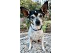 Adopt Chip a Rat Terrier dog in Atlanta, GA (34689231)